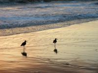 Plage de Monterey
